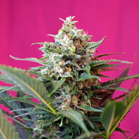 Sweet Seeds Big Devil XL (Автоцветущие феминизированные)
