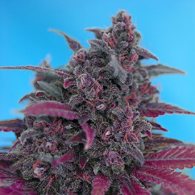 Sweet Seeds Dark Devil (Автоцветущие феминизированные)