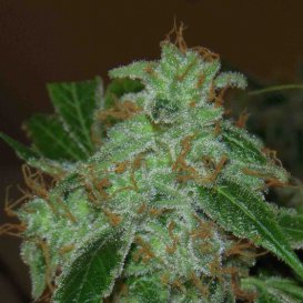 Archive Seeds Mr. Dank’s Golden Ticket (Обычные)