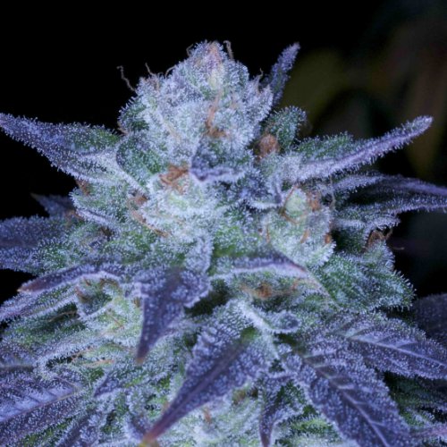 Archive Seeds OverFLO (Обычные)