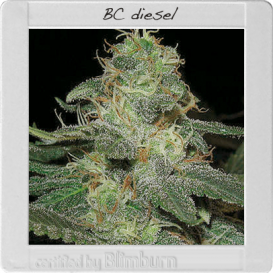 BC Diesel (Феминизированные)