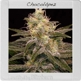 Chocolopez (Феминизированные)