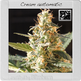 Cream (Автоцветущие феминизированные)