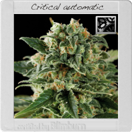 Critical (Автоцветущие феминизированные)