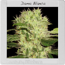 Dama Blanca (Феминизированные)