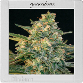 Guanabana (Феминизированные)