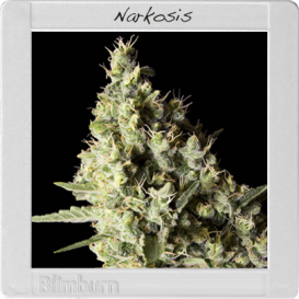 Narkosis (Феминизированные)