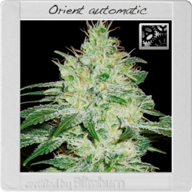 Orient (Автоцветущие феминизированные)