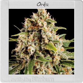 Orka (Феминизированные)