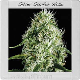 Silversurfer Haze (Феминизированные)