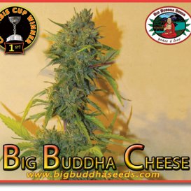 Cheese (Феминизированные)