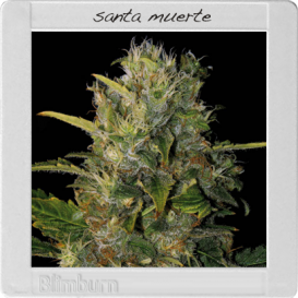 Santa Muerte (Феминизированные)