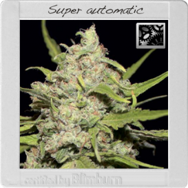 Superautomatic (Автоцветущие феминизированные)