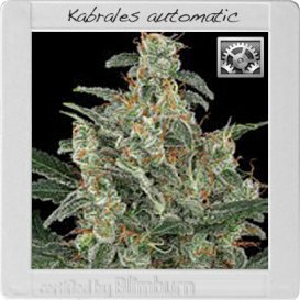 Kabrales (Феминизированные)