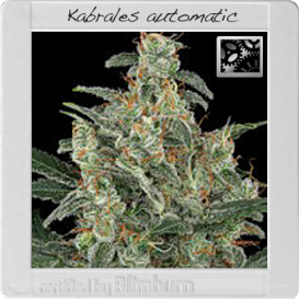 Kabrales (Автоцветущие феминизированные)