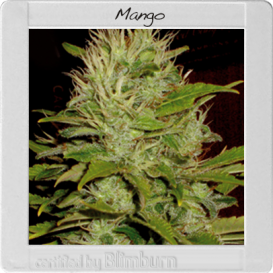 Mango (Феминизированные)