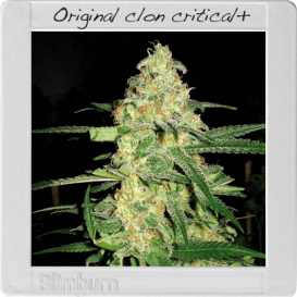 Original Clon (Феминизированные)
