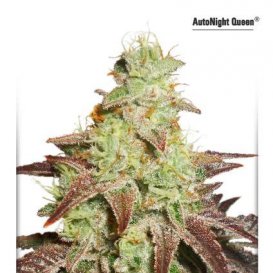 Dutch Passion Seeds Auto Night Queen (Автоцветущие феминизированные)