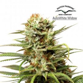 Dutch Passion Seeds Auto White Widow (Автоцветущие феминизированные)
