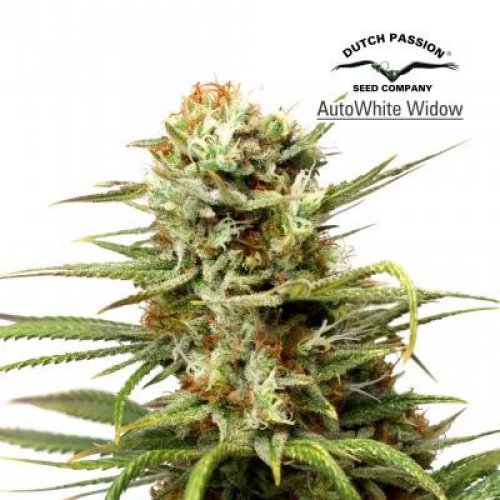 Dutch Passion Seeds Auto White Widow (Автоцветущие феминизированные)