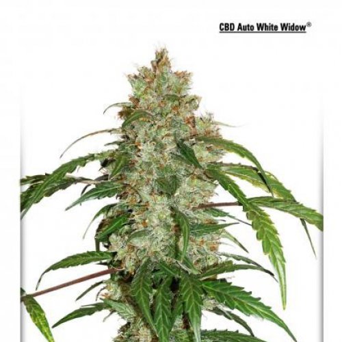 Dutch Passion Seeds CBD Auto White Widow (Автоцветущие феминизированные)