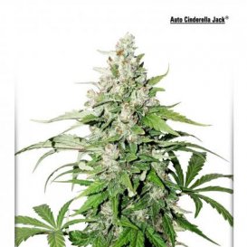 Dutch Passion Seeds Auto Cinderella Jack (Автоцветущие феминизированные)