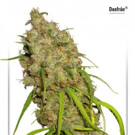 Dutch Passion Seeds Desfrán (Феминизированные)