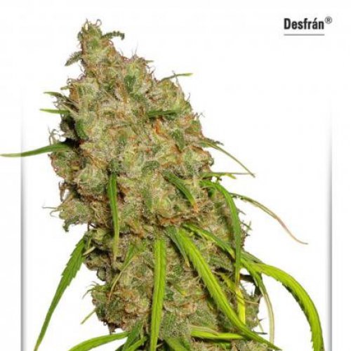 Dutch Passion Seeds Desfrán (Феминизированные)