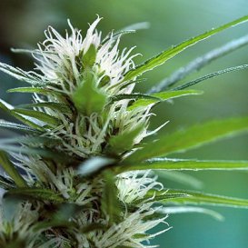 Barney's Farm Seeds LSD (Феминизированные)