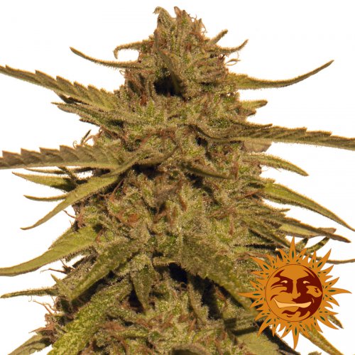 Barney's Farm Seeds Pineapple Haze Regular (Обычные)