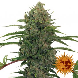 Barney's Farm Seeds Critical Kush Auto (Автоцветущие феминизированные)
