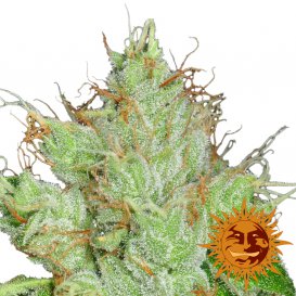 Barney's Farm Seeds G13 Haze Regular (Обычные)