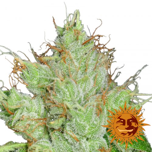 Barney's Farm Seeds G13 Haze Regular (Обычные)