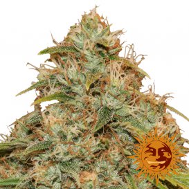 Barney's Farm Seeds CBD Lemon Potion Auto (Автоцветущие феминизированные)
