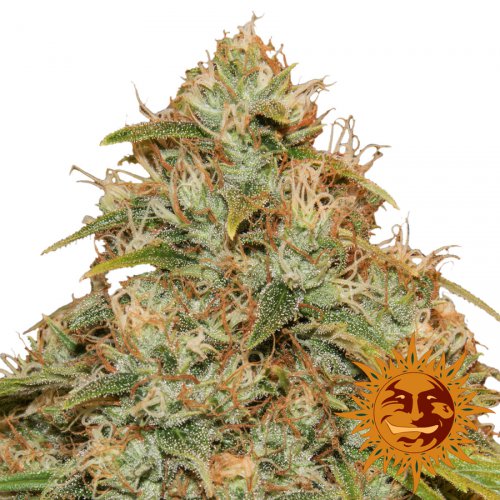 Barney's Farm Seeds CBD Lemon Potion Auto (Автоцветущие феминизированные)