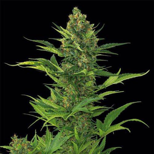 Dinafem Seeds Amnesia XXL (Автоцветущие феминизированные)