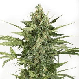 Dinafem Seeds Blue Cheese (Автоцветущие феминизированные)