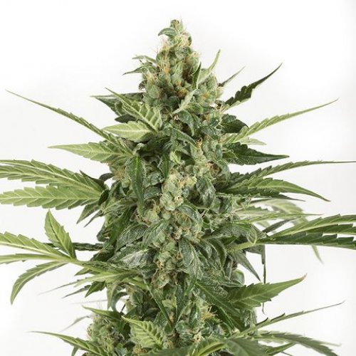 Dinafem Seeds Blue Cheese (Автоцветущие феминизированные)