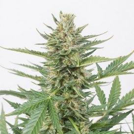 Dinafem Seeds Cheese XXL (Автоцветущие феминизированные)
