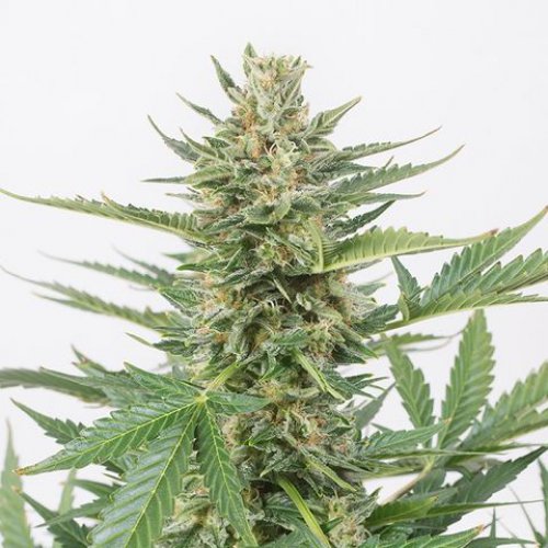 Dinafem Seeds Cheese XXL (Автоцветущие феминизированные)