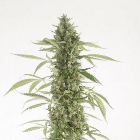 Dinafem Seeds Moby Dick XXL (Автоцветущие феминизированные)