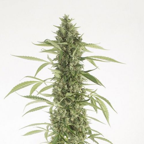 Dinafem Seeds Moby Dick XXL (Автоцветущие феминизированные)