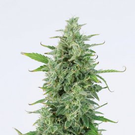 Dinafem Seeds OG Kush (Автоцветущие феминизированные)