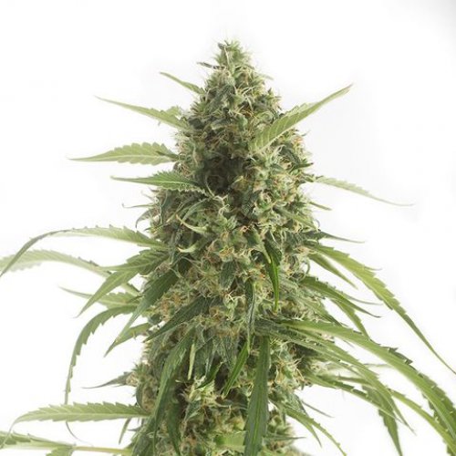Dinafem Seeds White Widow XXL (Автоцветущие феминизированные)