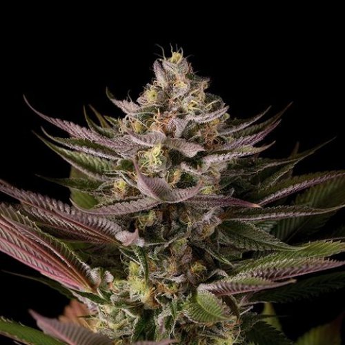 Dinafem Seeds Blue Kush (Феминизированные)