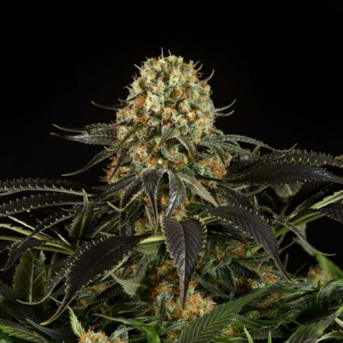 Dinafem Seeds White Siberian (Феминизированные)