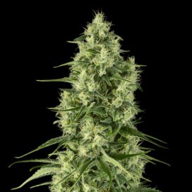 Dinafem Seeds Santa Sativa (Феминизированные)