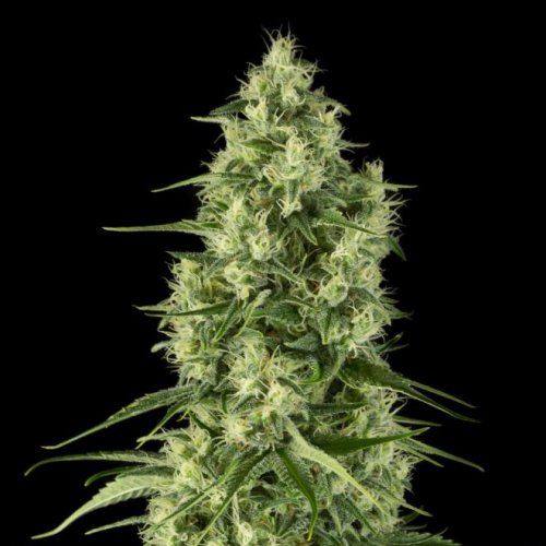 Dinafem Seeds Santa Sativa (Феминизированные)