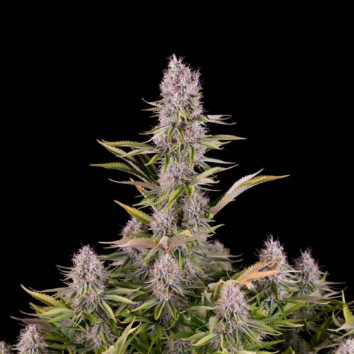Dinafem Seeds Amnesia Kush (Феминизированные)
