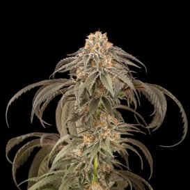 Dinafem Seeds Purple Afghan Kush (Феминизированные)
